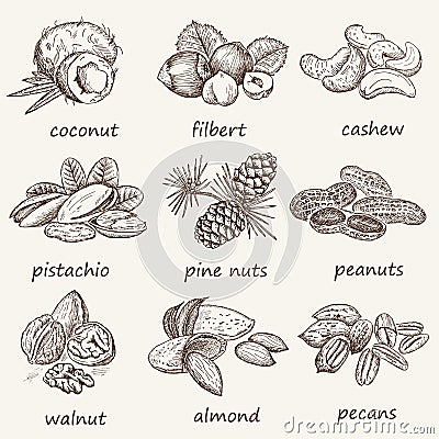 Nuts set Vector Illustration