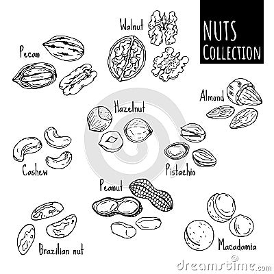 Nuts sketch Vector Illustration