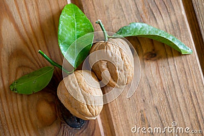 Nuts with tangerine leaves Stock Photo