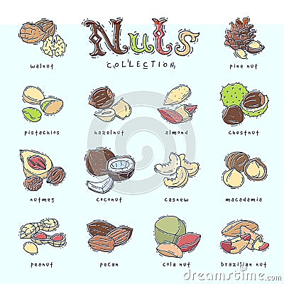 Nuts vector nutshell of hazelnut almond and walnut nutrition illustration set cashew peanut and chestnut with nutmeg Vector Illustration