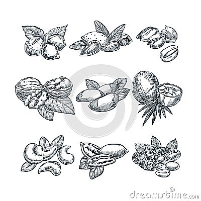 Nuts vector sketch illustration. Superfood eating hand drawn set. Walnut, almonds, hazelnuts, coconut, cashew, peanuts Vector Illustration