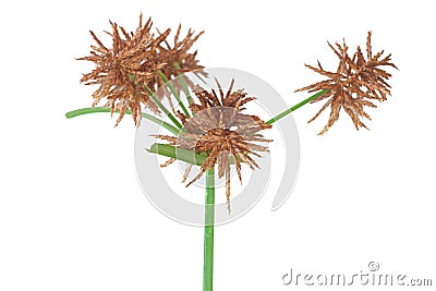 Nutsedge Seeds Ready to Drop Stock Photo