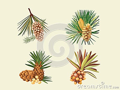 Nutty Elegance - Illustration of Pine Nuts Vector Illustration