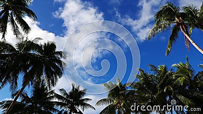 Nuvens acima das palmeiras video estoque Nuvens acima das palmeiras video estoque