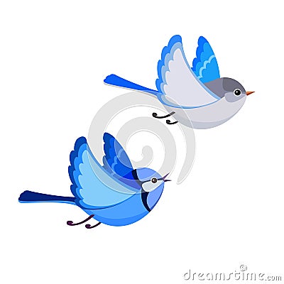 Flying Splendid Fairy Wren pair isolated on white background Vector Illustration