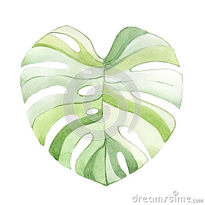 Watercolor drawing of a monstera leaf. Isolated on a white background. stylized drawing of a tropical plant. Design element for t Stock Photo