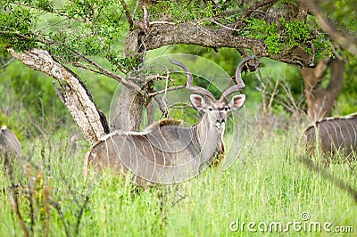 Nyala, also called Bushbuck in Umfolozi Game Reserve, South Africa, established in 1897 Stock Photo