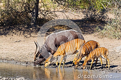 Nyala at waterhole Stock Photo