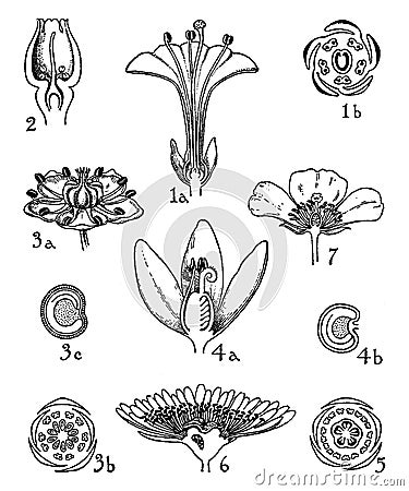 Nyctanginaceae, Phytolaccaceae, Aizoaceae, and Portulacaceae vintage illustration Vector Illustration