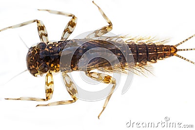 Nymph of Common Mayfly isolated Stock Photo
