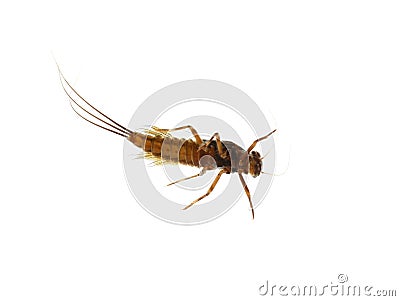 Nymph Ephemeroptera freshwater insect on white Stock Photo