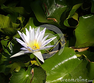 Nymphaea Stock Photo