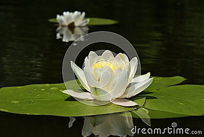 Nymphaea alba Stock Photo