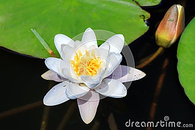 Nymphaea alba Stock Photo