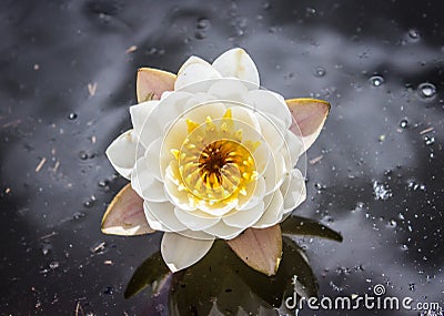 Nymphaea Alba Close-Up Stock Photo