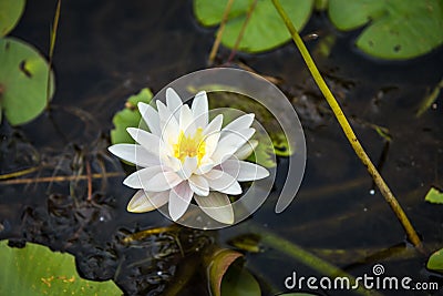 Nymphaea alba Stock Photo