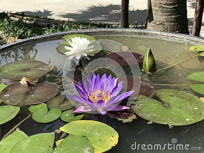 Nymphaea caerulea or Blue Egyptian lotus or Sacred blue water lily. Stock Photo