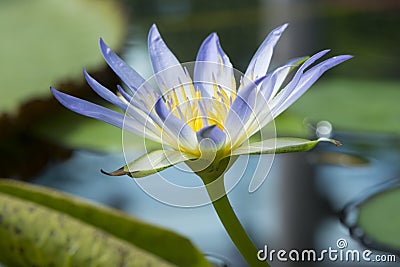 Nymphaea Caerulea - Blue Lotus of Egypt Stock Photo