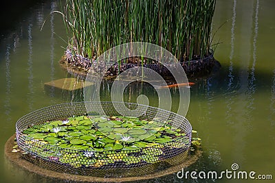 Nymphaea lotus flower and koi fish at Itamaraty Palace pond - Brasilia, Distrito Federal, Brazil Stock Photo