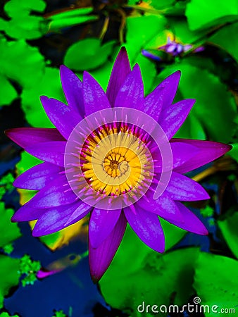 Nymphaea nouchali var. caerulea, is a water lily in the genus Nymphaea, a botanical variety of Nymphaea nouchal Stock Photo