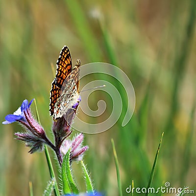 Nymphalidae butterfly Stock Photo