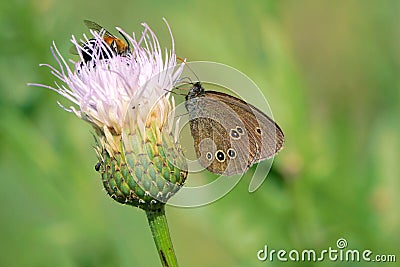 Nymphalidae butterfly Stock Photo