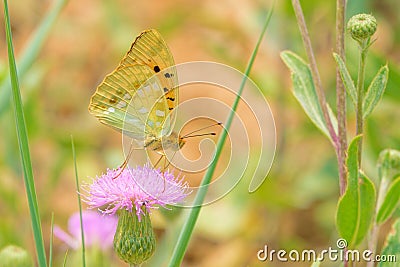 nymphalidae butterfly Stock Photo
