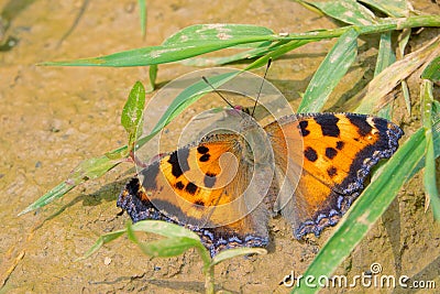 Nymphalidae butterfly Stock Photo