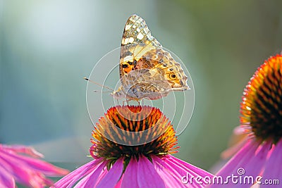 Nymphalidae butterfly on flower Stock Photo