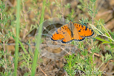 Nymphalidae butterfly Stock Photo