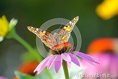 Nymphalidae butterfly on flower Stock Photo