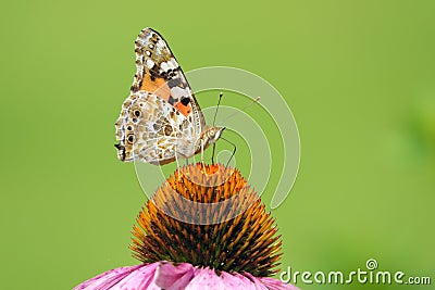 Nymphalidae butterfly on flower Stock Photo