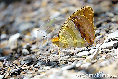 Nymphalidae butterfly Stock Photo