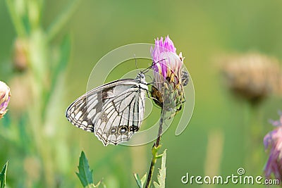 Nymphalidae butterfly Stock Photo