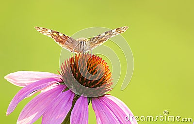 Nymphalidae butterfly Stock Photo