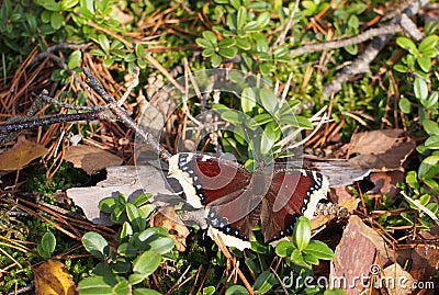 Nymphalis antiopa beauty butterfly Stock Photo