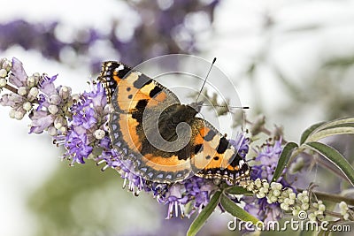 Nymphalis urticae (Aglais urticae), Small Tortoiseshell from Lower Saxony, Germany Stock Photo