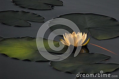 Nympheas in a summer pond. Flowering white water Lily in the lake. Water white flower in the sunlight Stock Photo