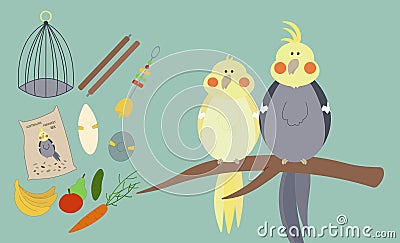 Nymphicus hollandicus. Things for a parrots. Vector Illustration