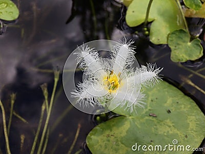 Nymphoides Indica, Water Snowflake Plant Blossoming on Kauai Island, Hawaii. Stock Photo
