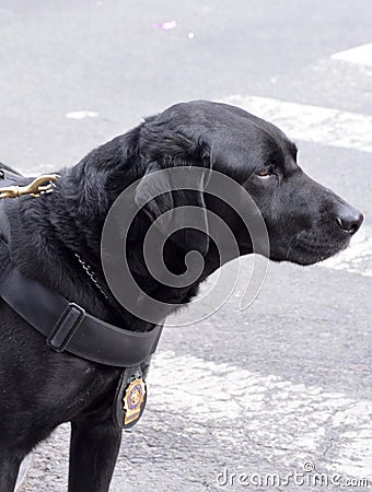 NYPD Counter-terrorism K9 Editorial Stock Photo