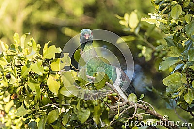 NZ Wood Pigeon Stock Photo