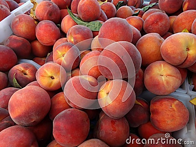 O'Henry Yellow peach, Prunus persica 'O'Henry' Stock Photo
