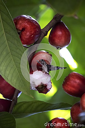 O jambo, do passaro para a borboleta Stock Photo