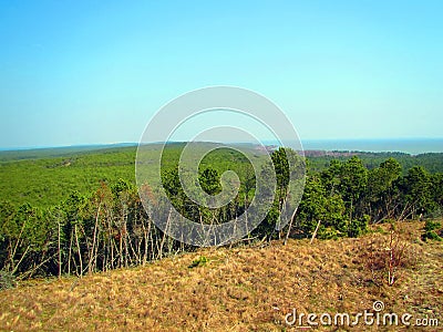 Beautiful pine trees in Neringa, Lithuania Stock Photo