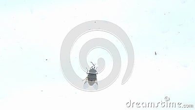 O tabanídeo grande da mosca rasteja no vidro O tabanídeo grande da mosca rasteja no vidro