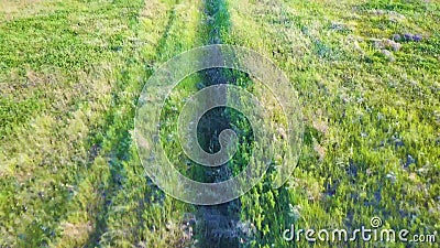 O zangão voa na baixa altura sobre um campo da grama verde video estoque O zangão voa na baixa altura sobre um campo da grama verde video estoque