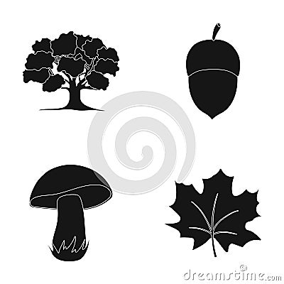 Oak, acorn, edible mushroom, maple leaf.Forest set collection icons in black style vector symbol stock illustration web. Vector Illustration