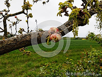 Oak Apple Gall - Biorhiza Pallida, Norfolk, England, UK Stock Photo
