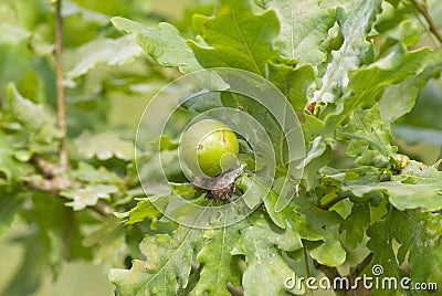 Oak apple or gall Stock Photo